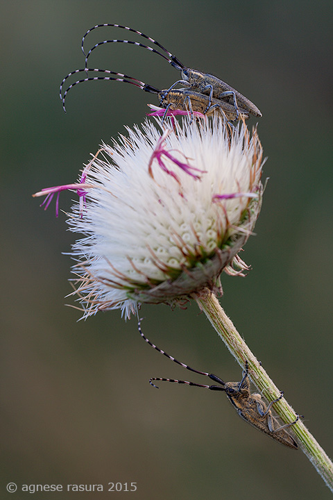 Agapanthia cynarae, Cerambycidae
