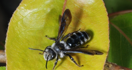 Apidae Andreninae: Andrena agilissima o A. asperrima