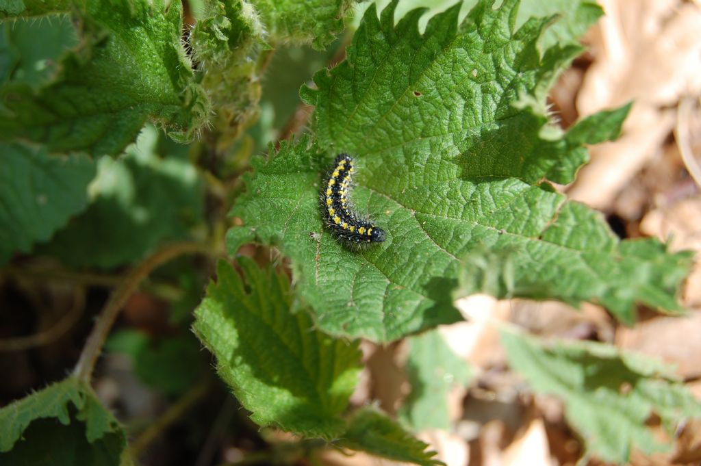 bruco di Aglais urticae?