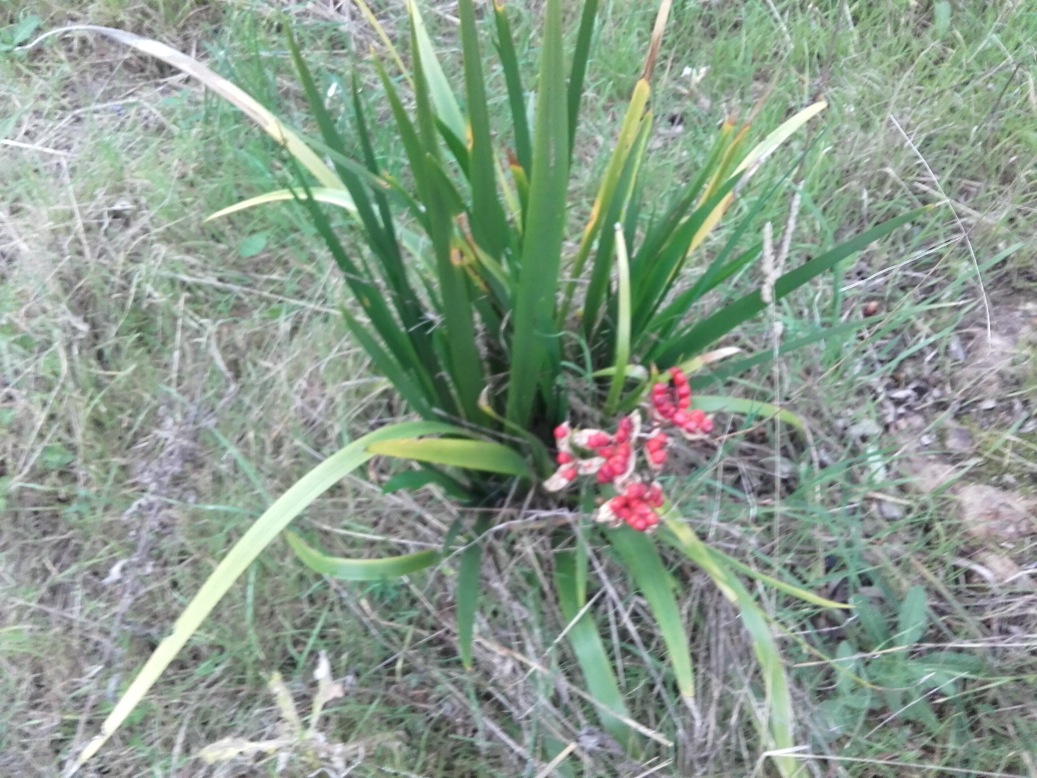 Chamaeiris foetidissima (=Iris foeditissima) / Giaggiolo puzzolente