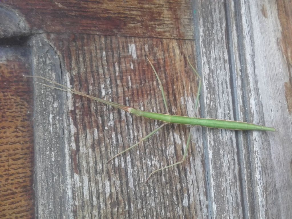 Phasmatodea: Clonopsis gallica, femmina (Bacillidae)