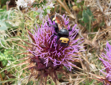 Megascolia maculata fravifrons