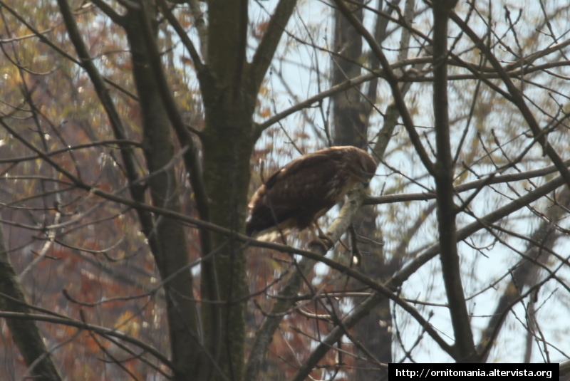 Poiana Buteo Buteo