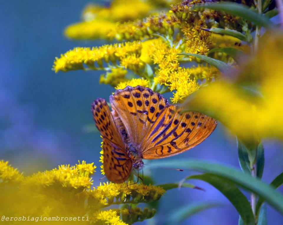 Identificazione - Argynnis (Argynnis) paphia