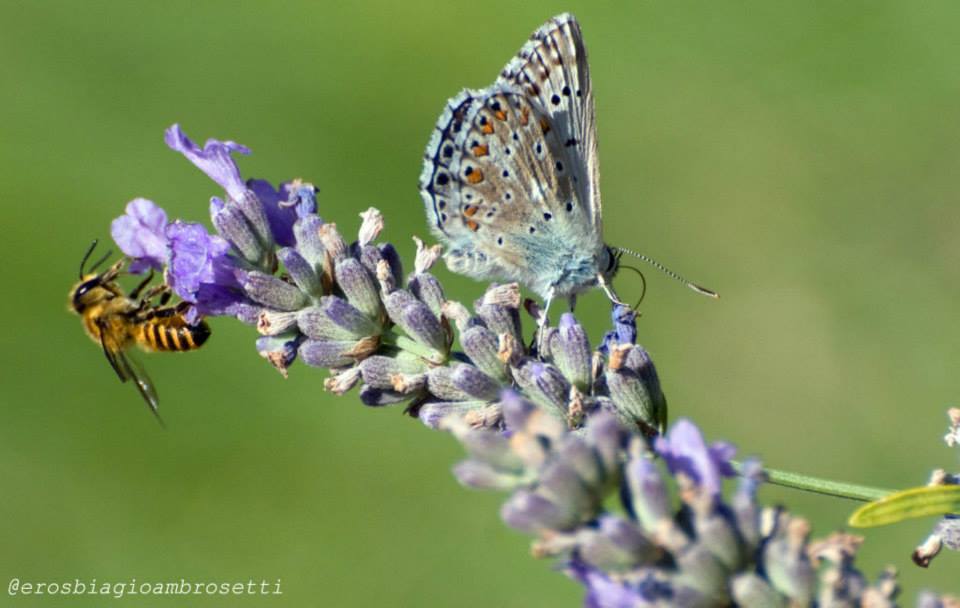 Polyommatus hispanus ?  o altro ? Framura Agosto 2013