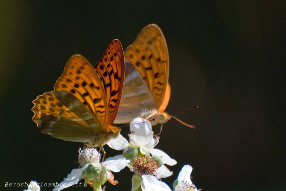 Identificazione - Argynnis (Argynnis) paphia