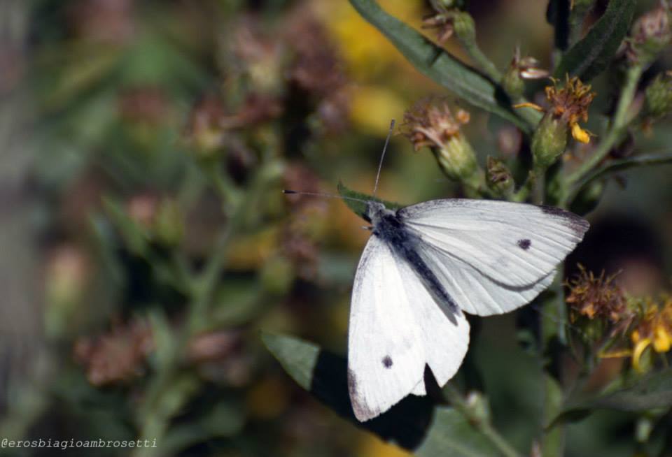 Pieris brassicae ? No, Pieris rapae