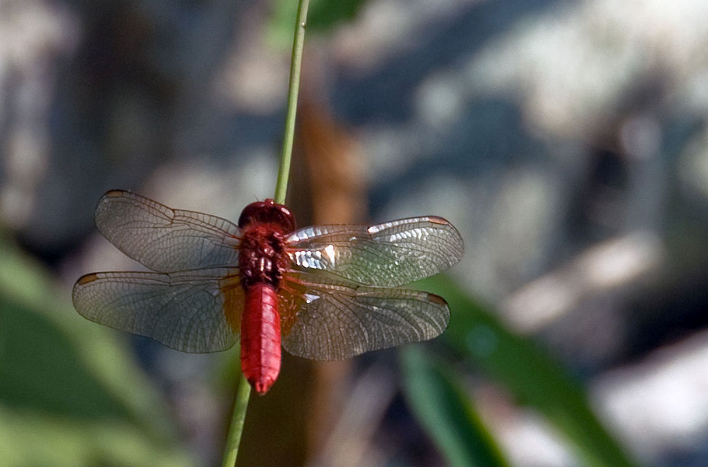 Identificazione - Crocothemis erythraea