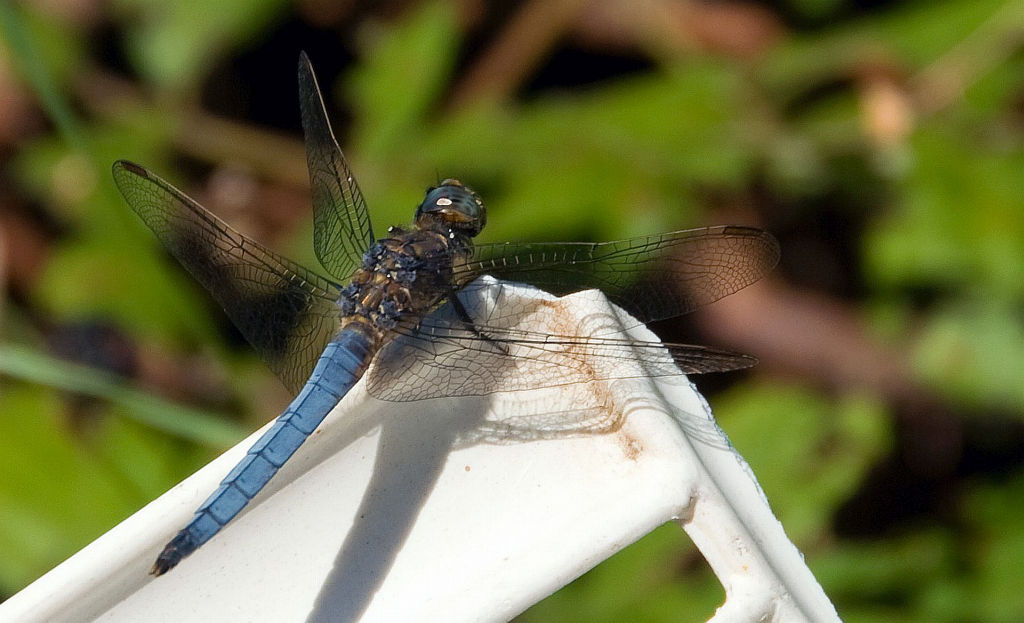 Identificazione - Orthetrum coerulescens