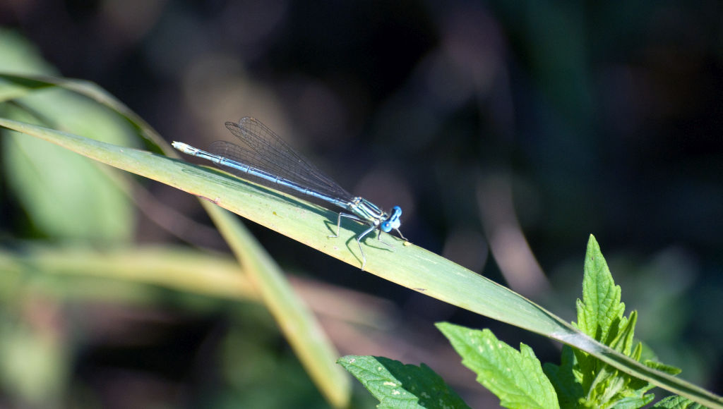 Coenagronidae? no, Platycnemis pennipes, femmina androcroma