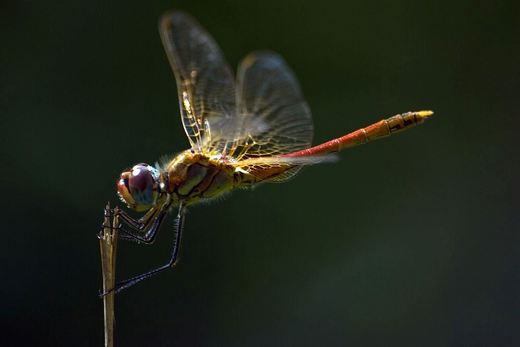 Sympetrum?