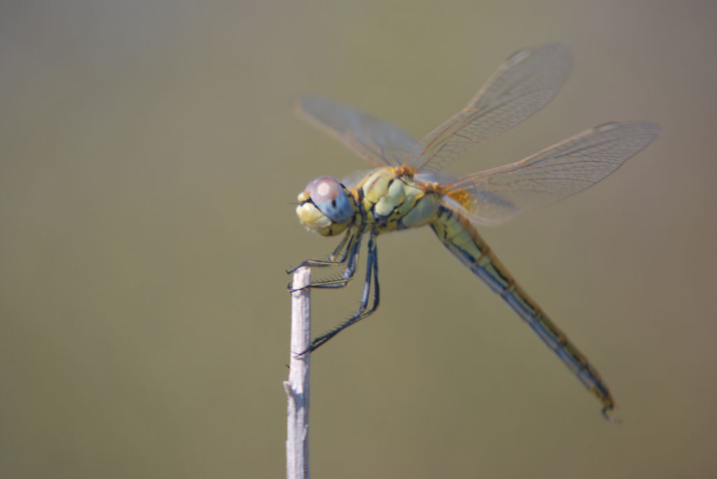 Sympetrum fonscolombii, femmina