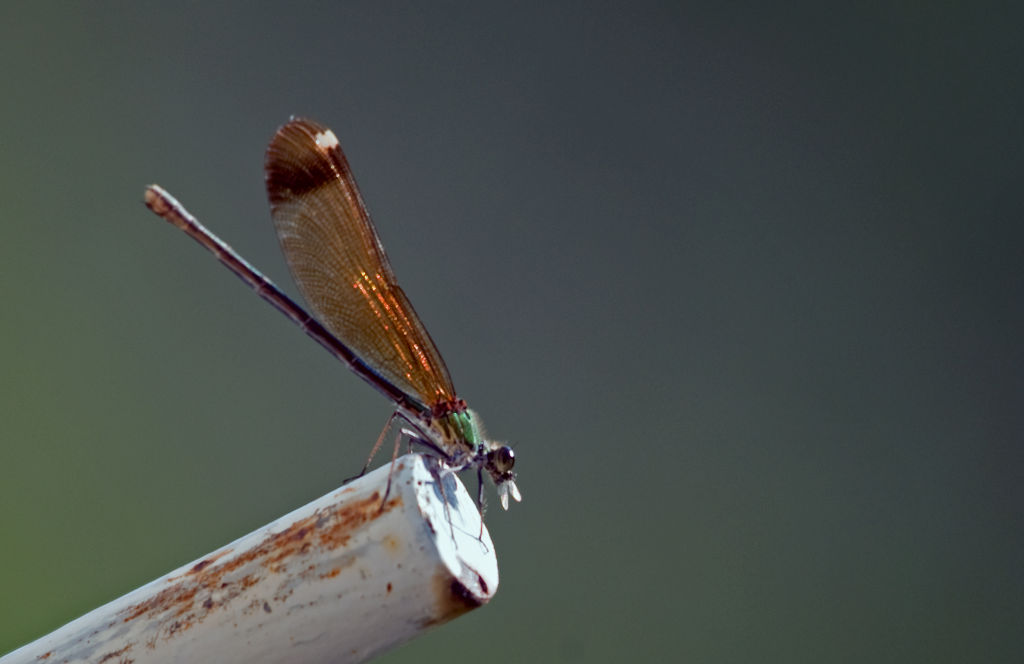 Colepteryx virgo femmina? no, haemorrhoidalis