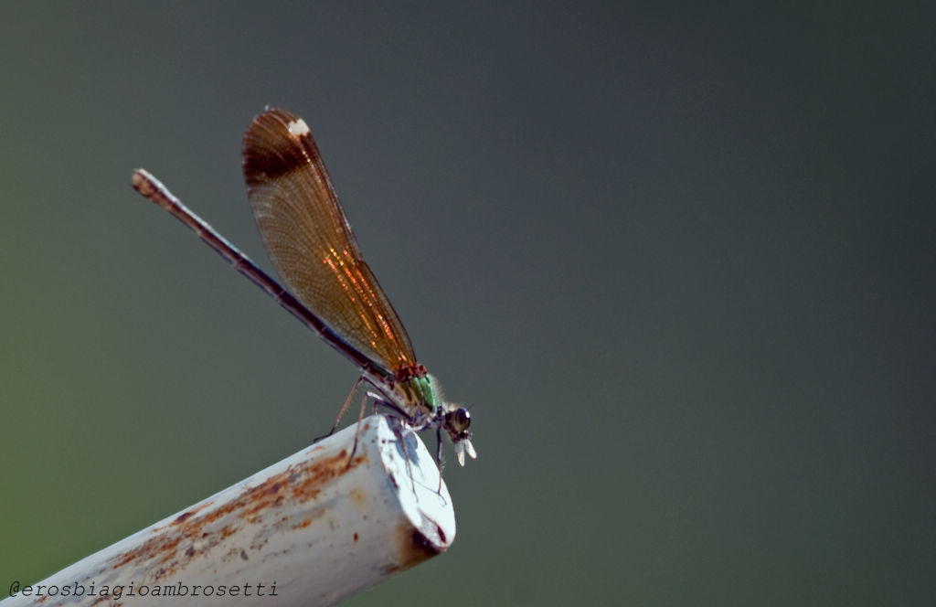 Calopterix haemorrhodalis femmina