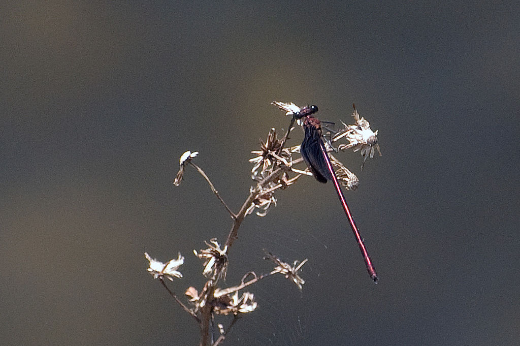 Calopteryx haemorrhoidalis