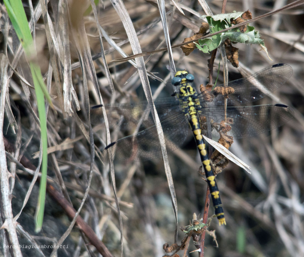 Onychogomphus uncatus