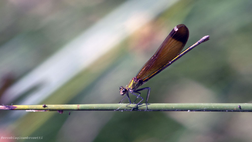 Calopteryx haemorrhoidalis