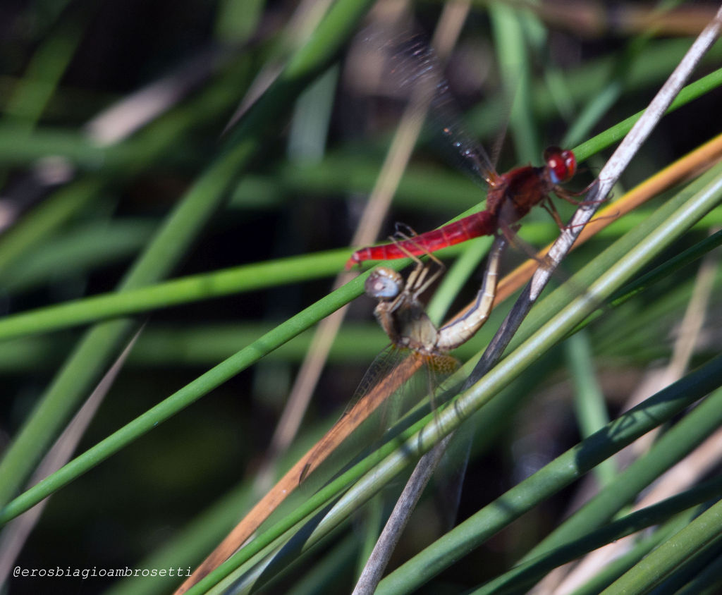 Crocothemis erythraea