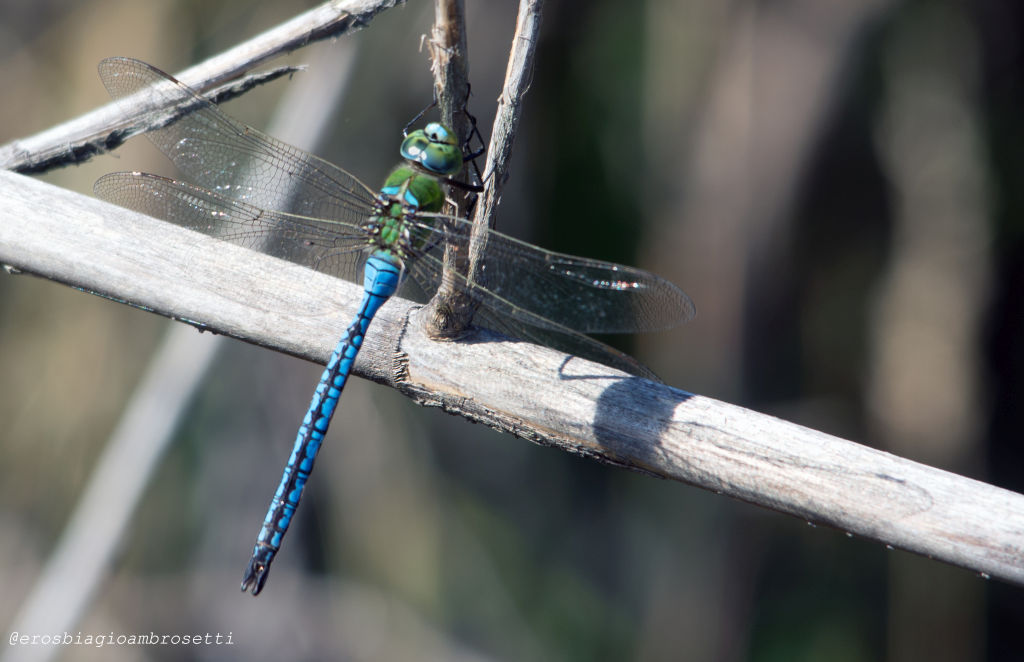 Anax imperator