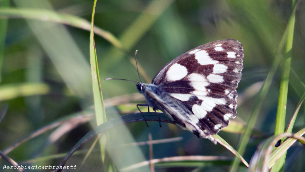 Brintesia circe e Melanargia galathea