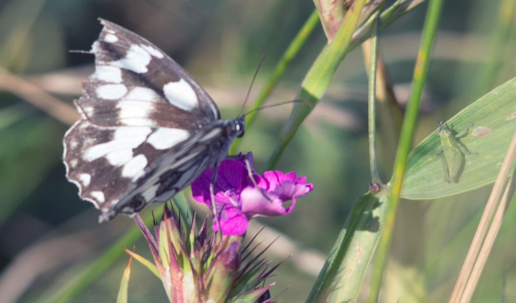 Brintesia circe e Melanargia galathea