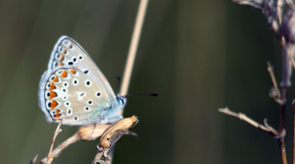 Identificazione - Polyommatus sp.