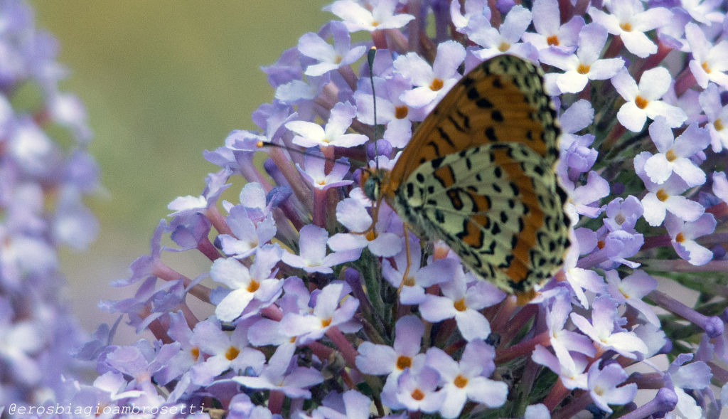 Didyma? S, Melitaea didyma