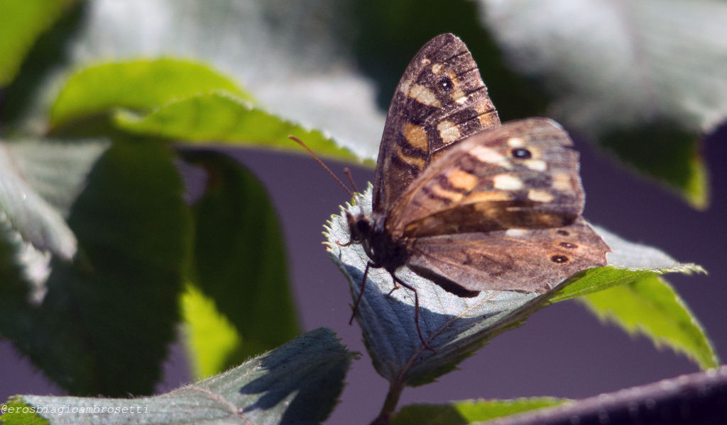 Identificazione - Pararge aegeria