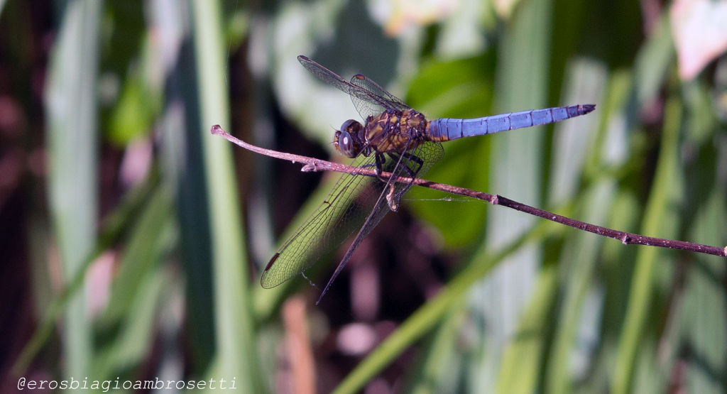 Orthetrum coerulescens