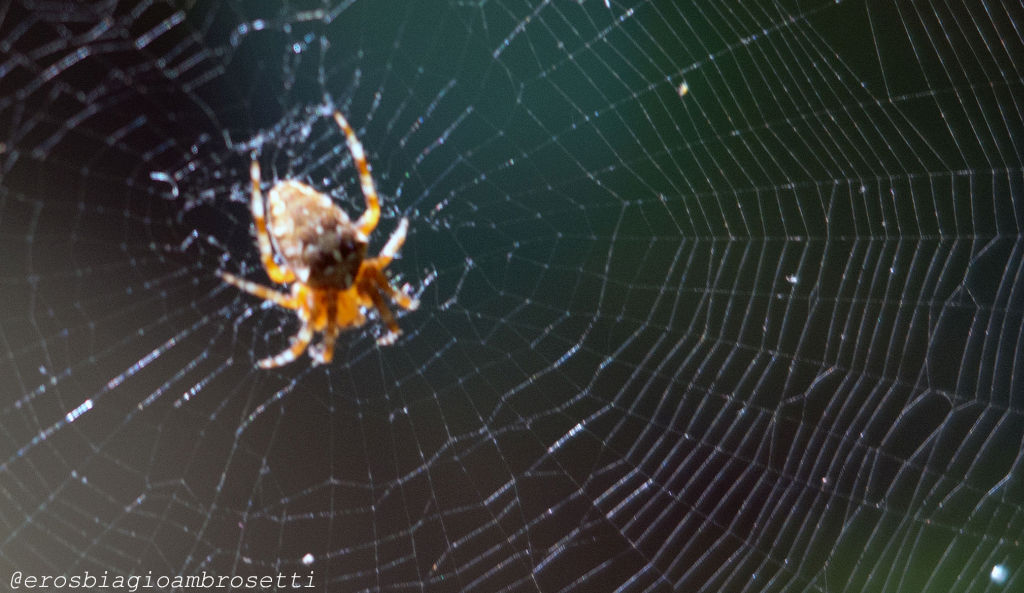 Araneus diadematus - Genova (GE)