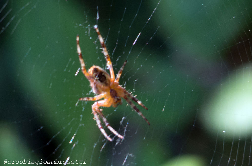 Araneus diadematus - Genova (GE)