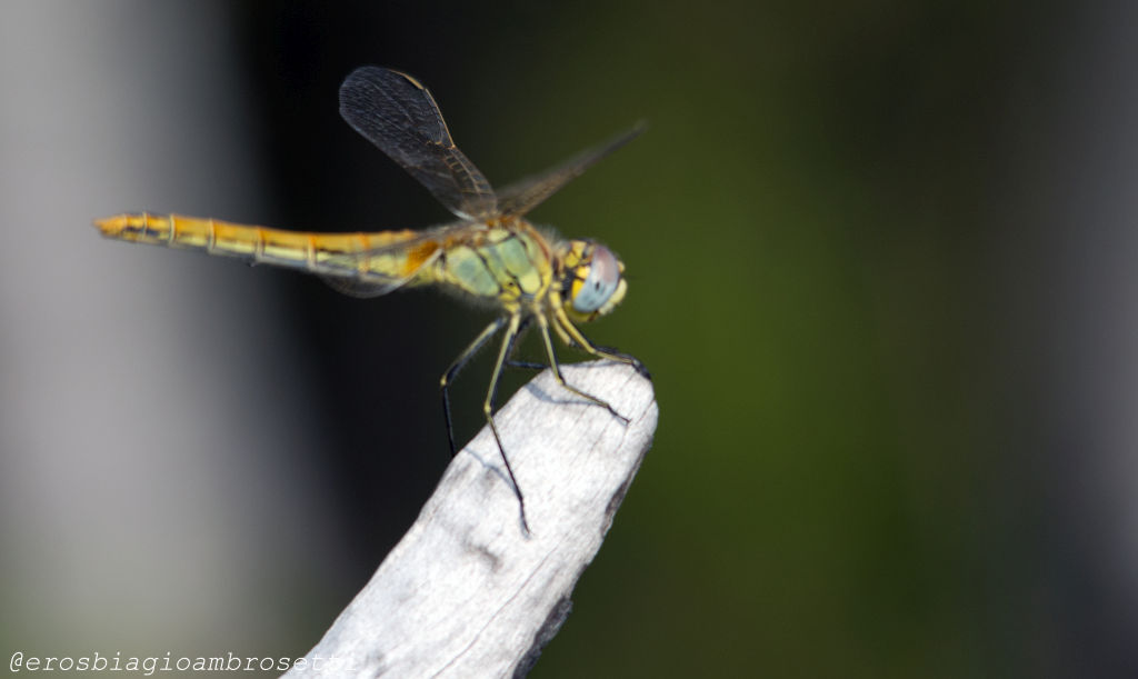 Sympetrum fonscolombii ?