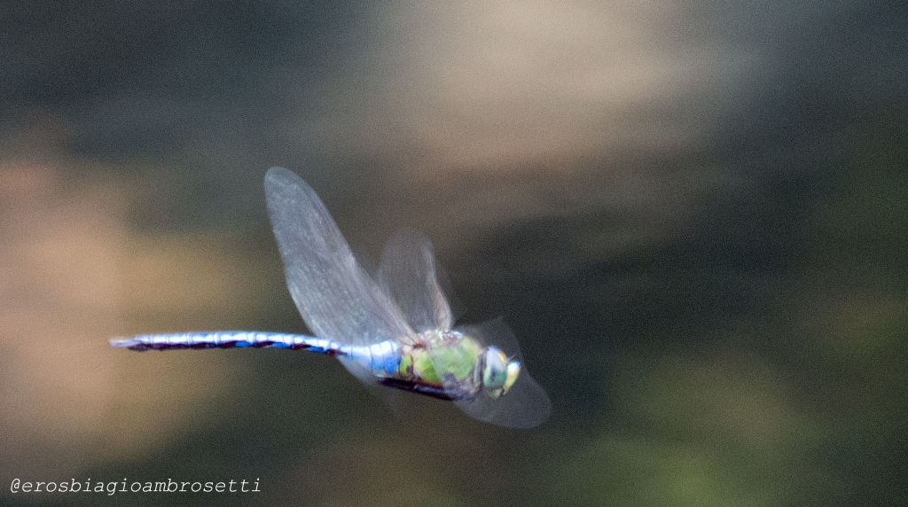 Anax imperator ?  S!