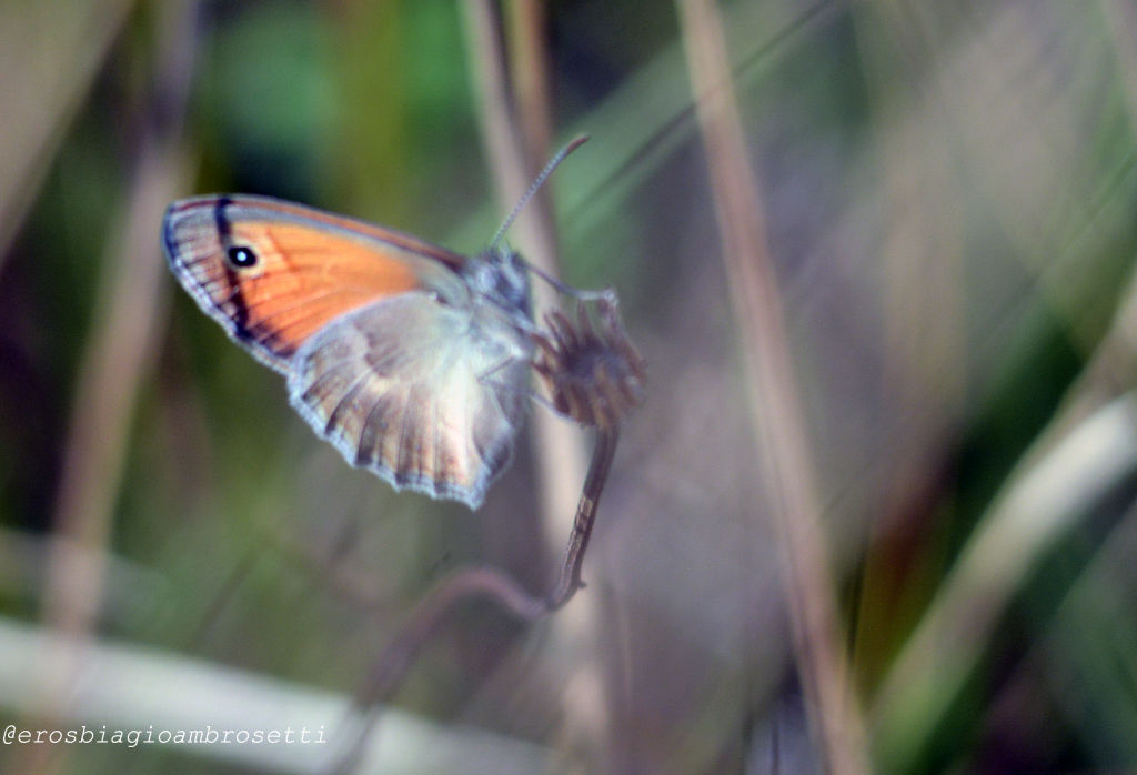 maniola jurtina? No, Coenonympha pamphilus