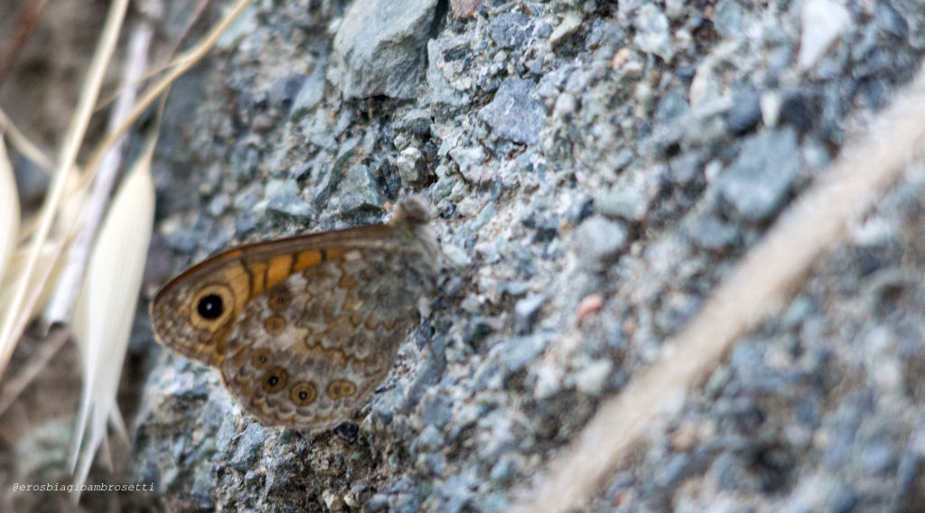 Identificazione - Lasiommata megera