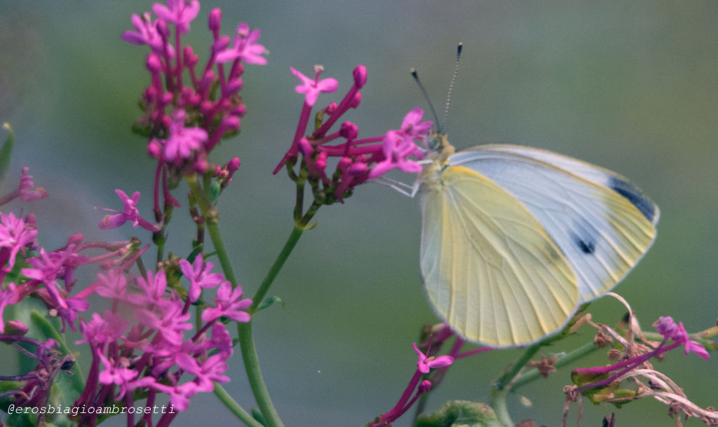 Brassicae ? No, Pieris napi