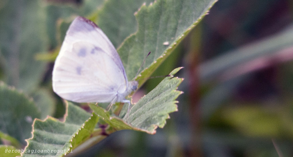 e questa? Pieris napi