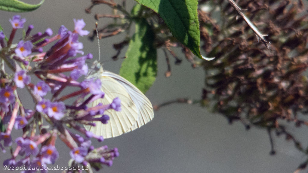 ancora questa? Pieris sp.