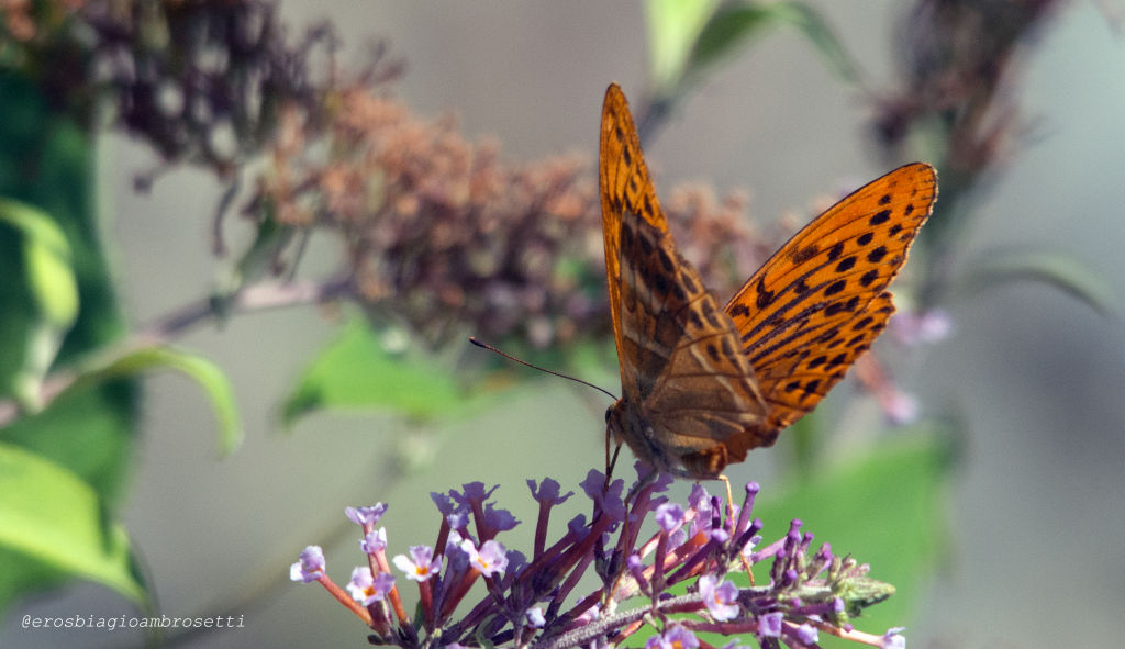 paphia? S, Argynnis (Argynnis) paphia