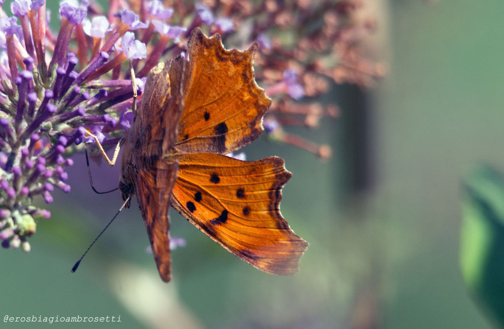 ancora questa e per oggi basta - Polygonia egea