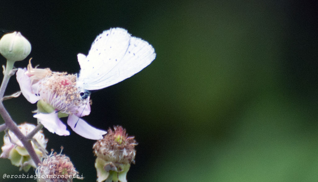 Identificazione - Celastrina argiolus