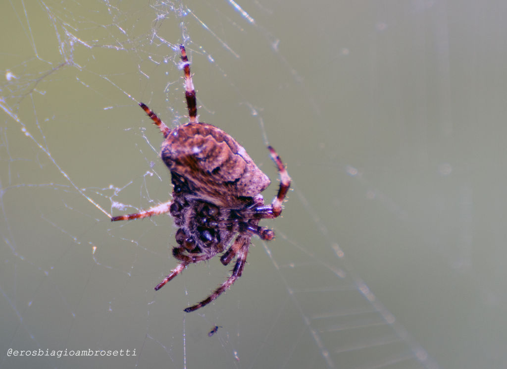 Araneus angulatus - Genova