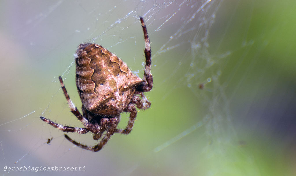 Araneus angulatus - Genova