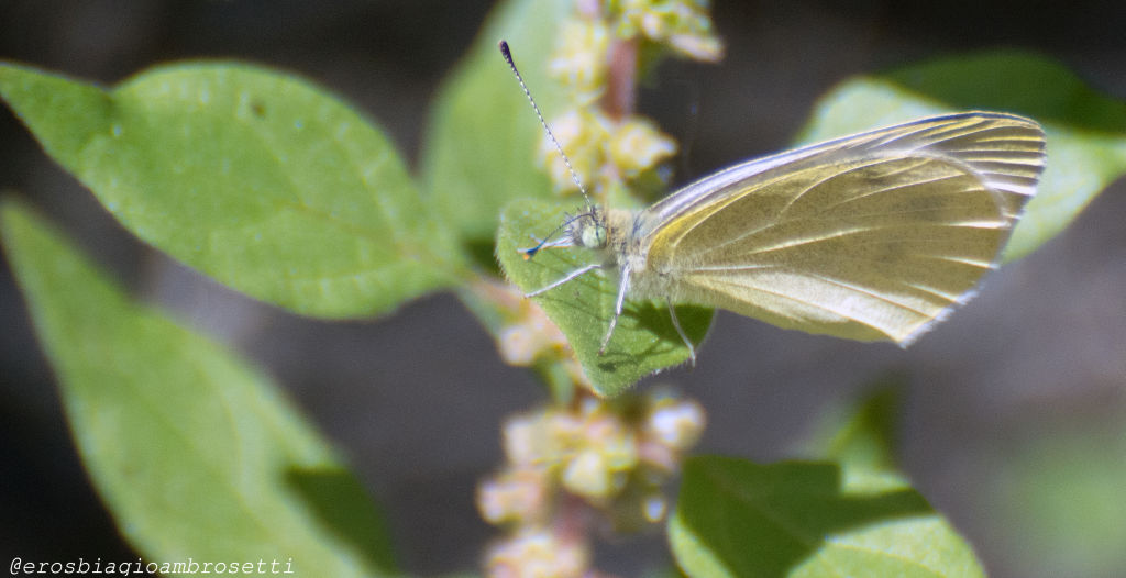 Identificazione - Pieris sp.