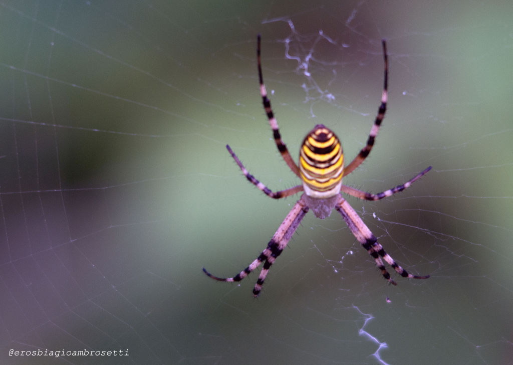 Argiope bruennichi - Sant''Albano Stura (CN)