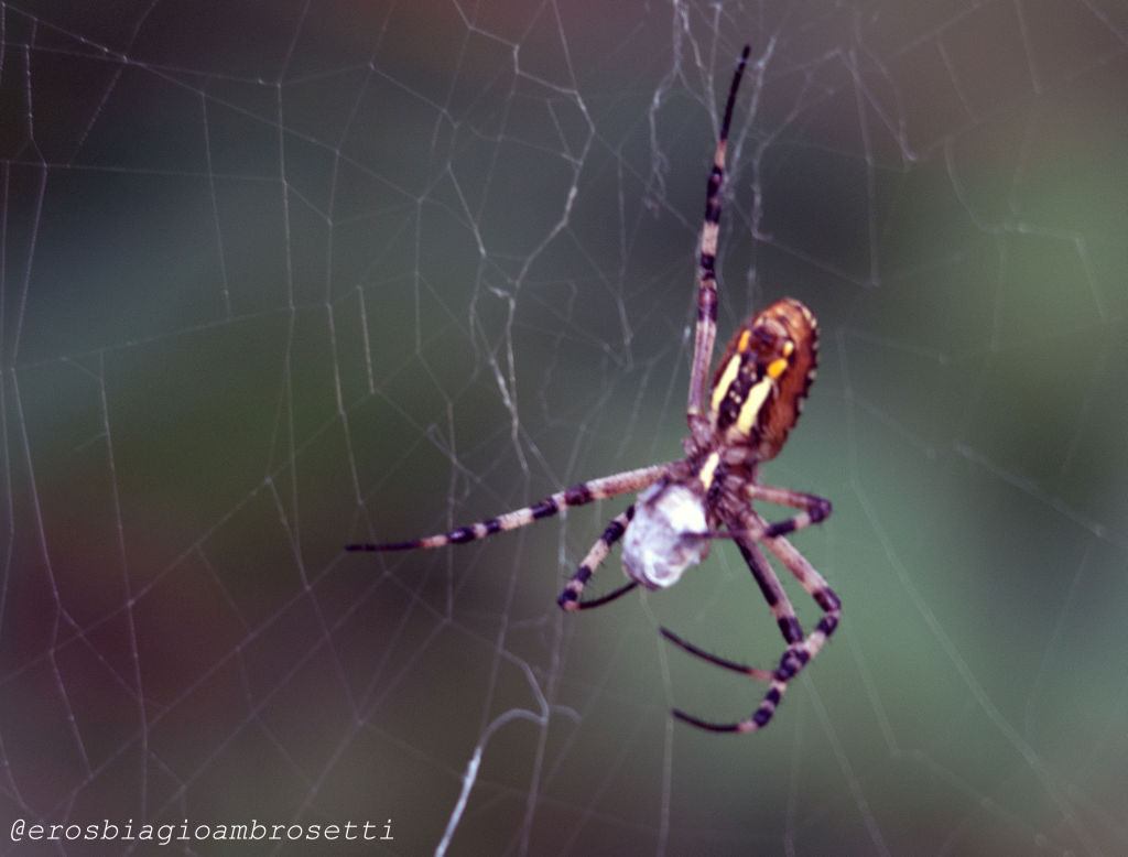 Argiope bruennichi - Sant''Albano Stura (CN)