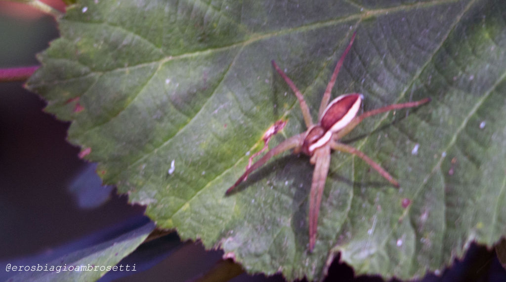 Dolomedes sp. - Sant''Albano Stura (CN)