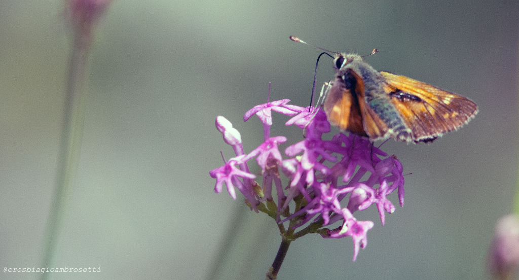 ochiodes venatus? No, cfr. Hesperia comma