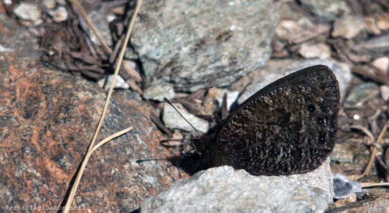 Identificazione - Erebia montana