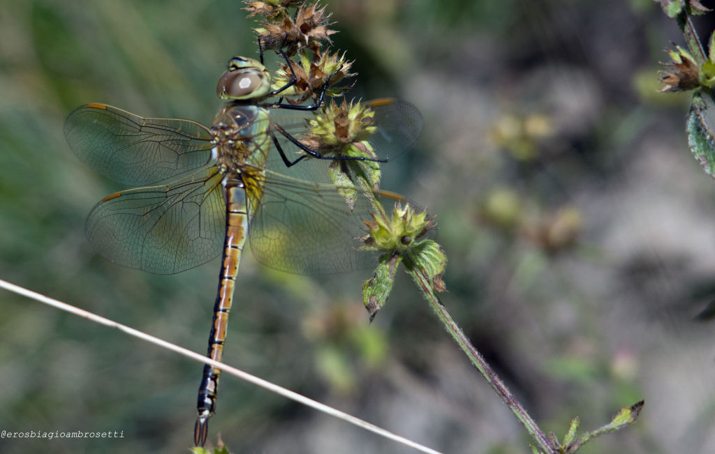 Anax ephippiger